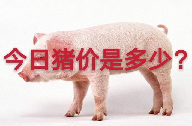 今日猪价12.27日今日最新猪价大猪价格？非洲猪瘟猪价涨跌？